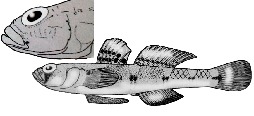 Pomatoschistus pictus_001.jpg